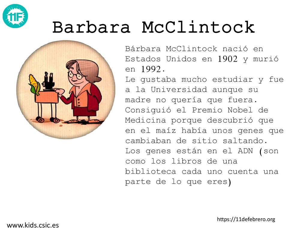 Barbara McClintock Bárbara McClintock nació en Estados Unidos en 1902 y murió en