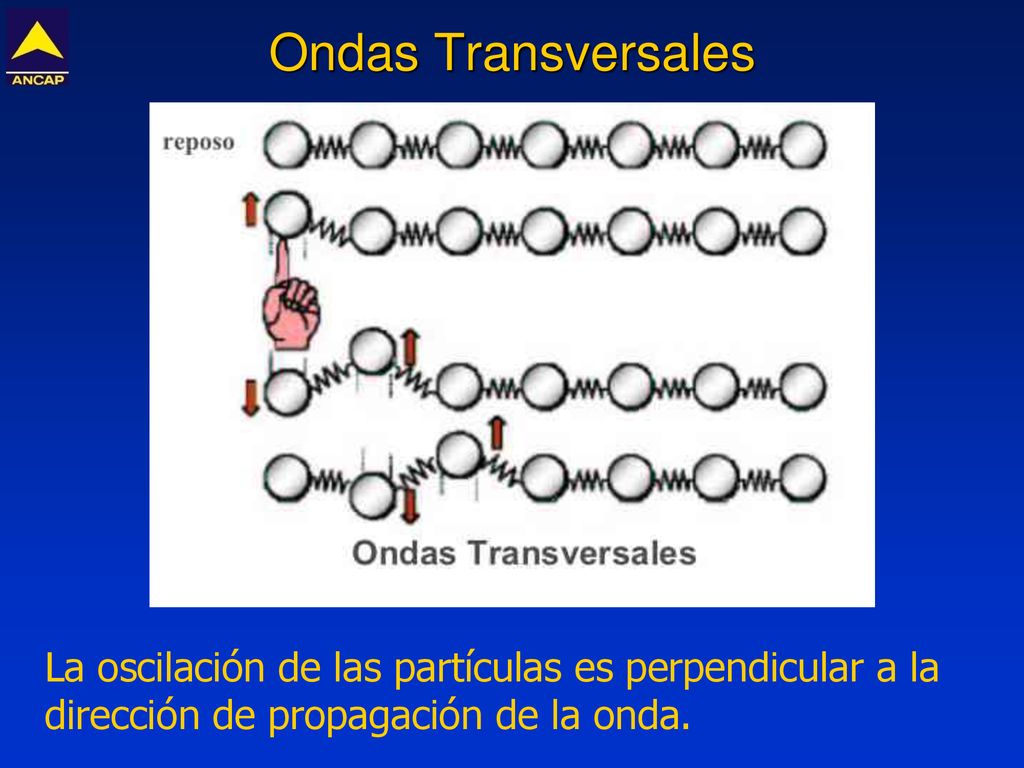 Ondas Transversales La oscilación de las partículas es perpendicular a la dirección de propagación de la onda.