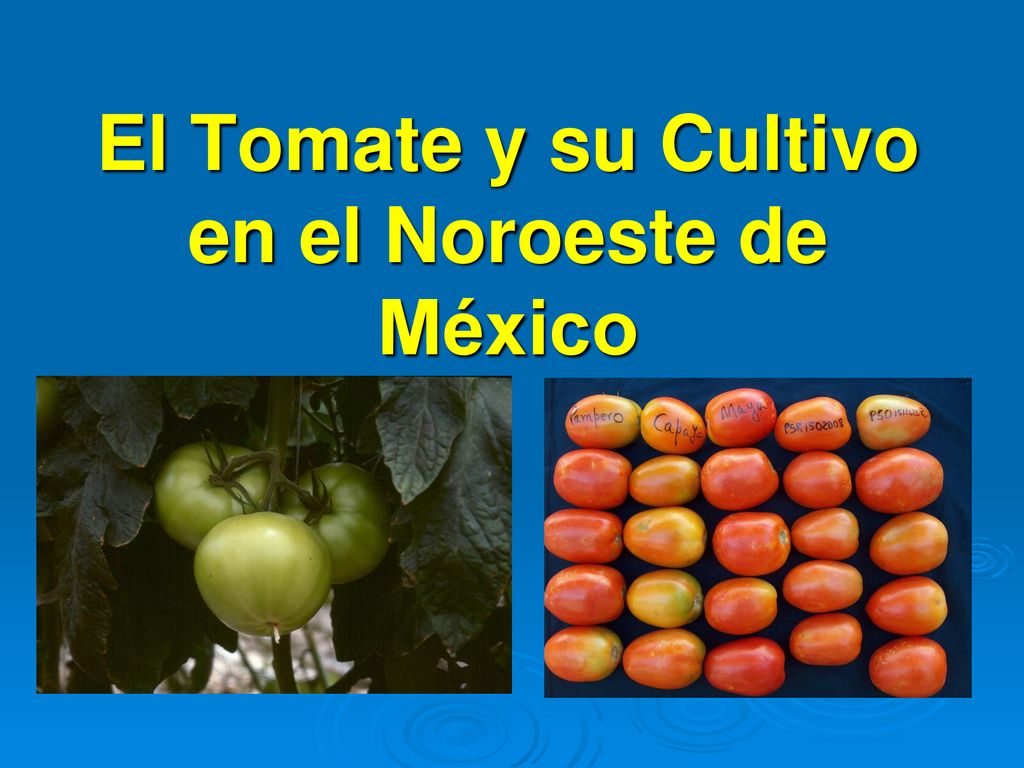 El Tomate y su Cultivo en el Noroeste de México