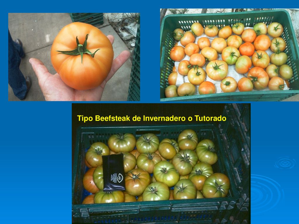 Tipo Beefsteak de Invernadero o Tutorado