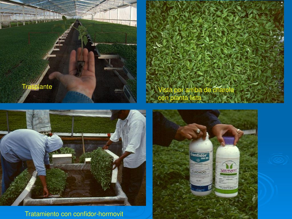 Trasplante Vista por arriba de charola con planta lista Tratamiento con confidor-hormovit