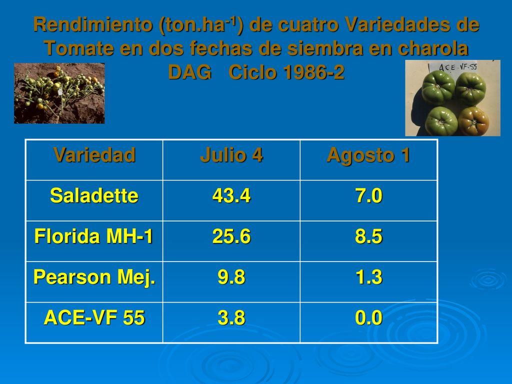 Rendimiento (ton.ha-1) de cuatro Variedades de Tomate en dos fechas de siembra en charola DAG Ciclo