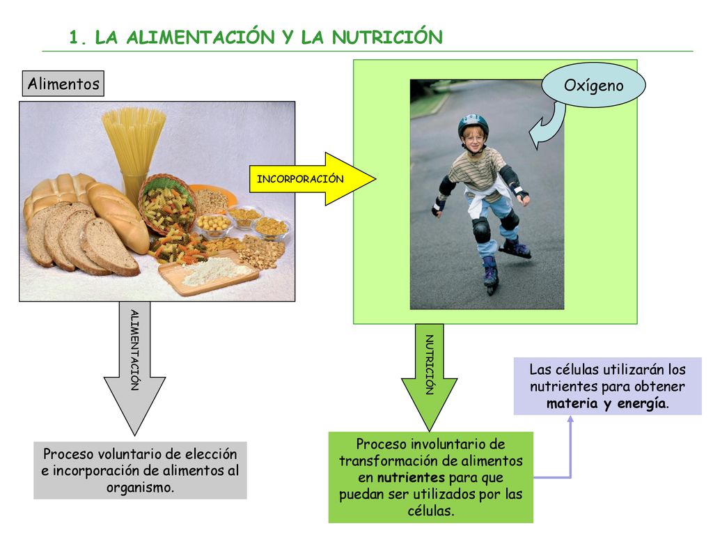 Las células utilizarán los nutrientes para obtener materia y energía.