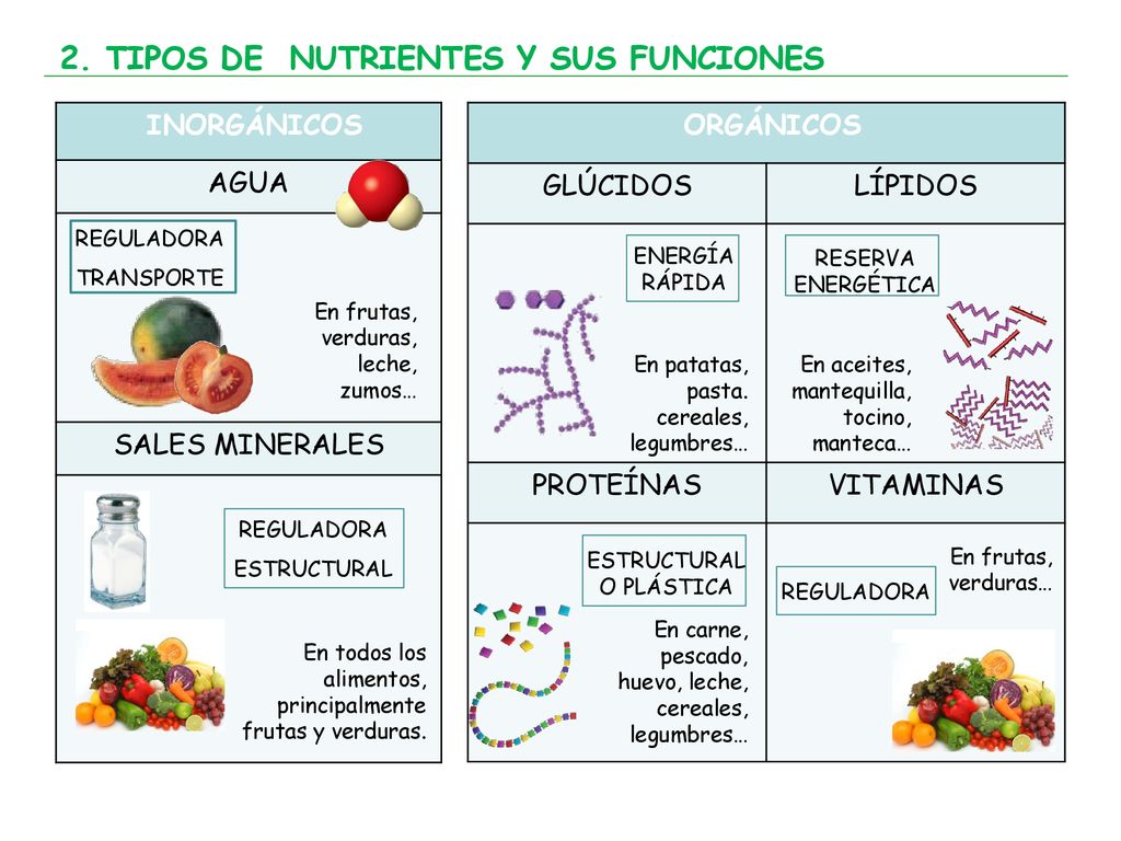 2. TIPOS DE NUTRIENTES Y SUS FUNCIONES