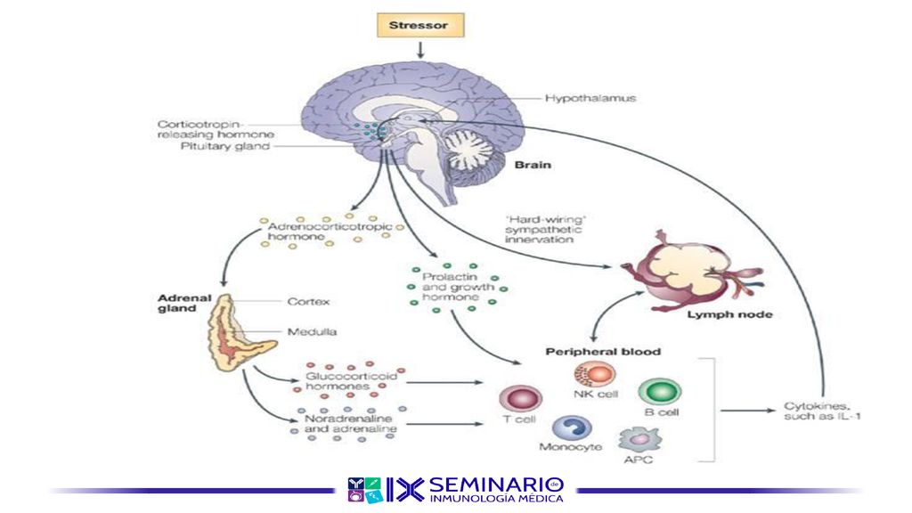 Experimentar una situación estresante, tal como la percibe el cerebro, da como resultado la estimulación del eje hipotalámico-pituitario-adrenal (HPA) y el eje simpático-adrenal-medular (SAM).