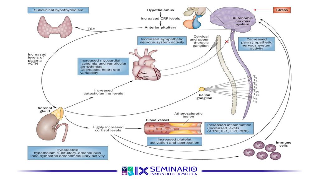 La mayor vulnerabilidad de los pacientes con depresión a la enfermedad cardiovascular puede deberse a alteraciones biológicas, como hipotiroidismo subclínico (tiroiditis autoinmune asintomática), aumento de la actividad del eje hipotalámico-pituitario-adrenal (que conduce a una mayor secreción de CRF, ACTH y cortisol) , aumento de la actividad simpato-adrenomedular (que resulta en niveles elevados de catecolaminas circulantes), alteración de la actividad del sistema nervioso autónomo (que contribuye a una menor variabilidad del ritmo cardíaco), aumento de la inflamación y niveles circulantes de TNF, IL-6 y CRP, y aumenta activación y agregación plaquetaria que podría dar lugar a un mayor riesgo de formación de trombos.
