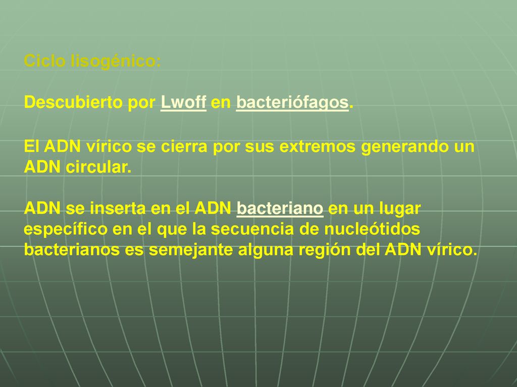 Ciclo lisogénico: Descubierto por Lwoff en bacteriófagos. El ADN vírico se cierra por sus extremos generando un ADN circular.