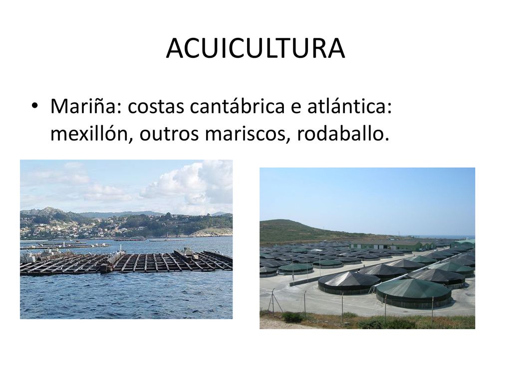 ACUICULTURA Mariña: costas cantábrica e atlántica: mexillón, outros mariscos, rodaballo.