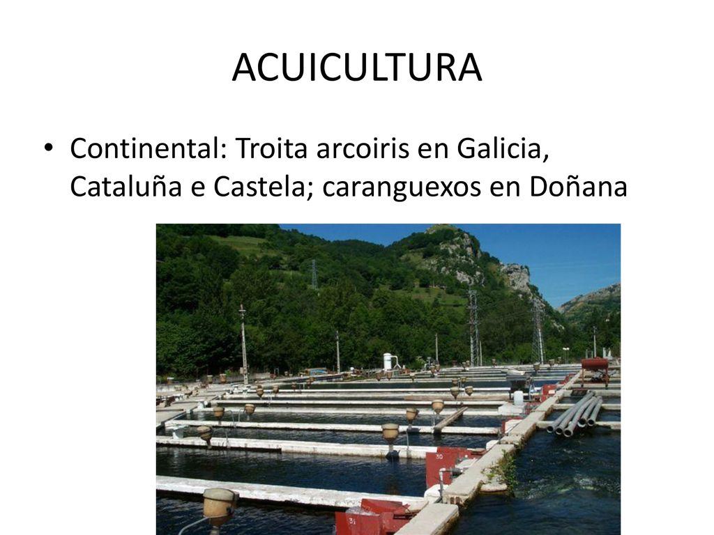 ACUICULTURA Continental: Troita arcoiris en Galicia, Cataluña e Castela; caranguexos en Doñana
