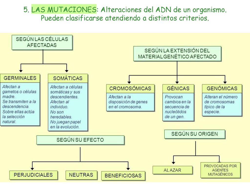 5. LAS MUTACIONES: Alteraciones del ADN de un organismo