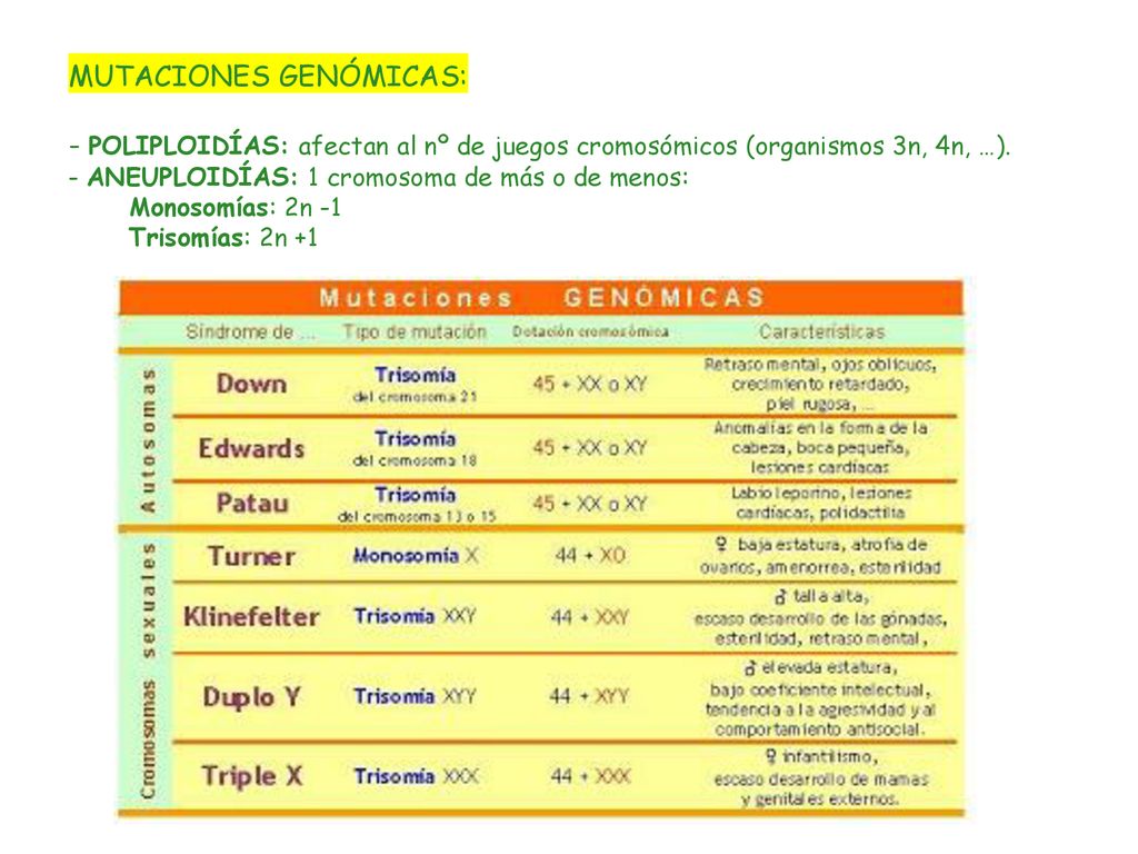 MUTACIONES GENÓMICAS: - POLIPLOIDÍAS: afectan al nº de juegos cromosómicos (organismos 3n, 4n, …).