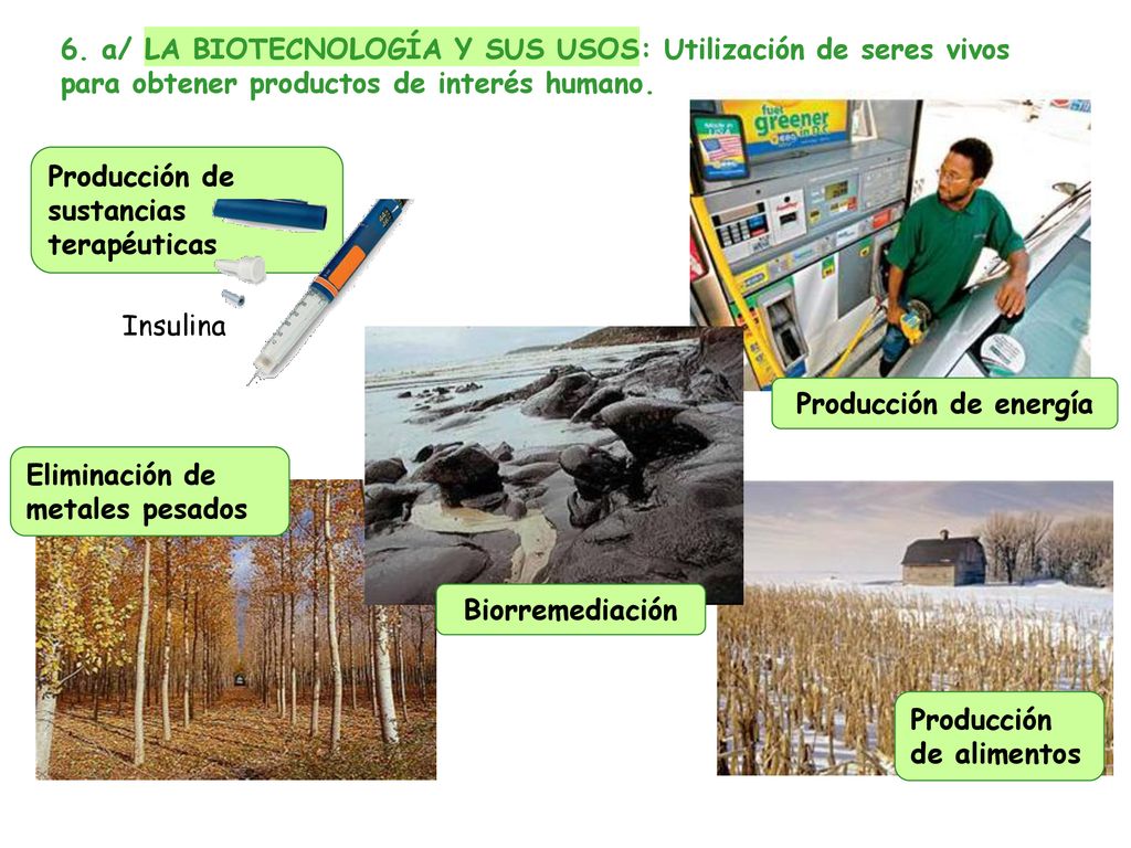6. a/ LA BIOTECNOLOGÍA Y SUS USOS: Utilización de seres vivos para obtener productos de interés humano.