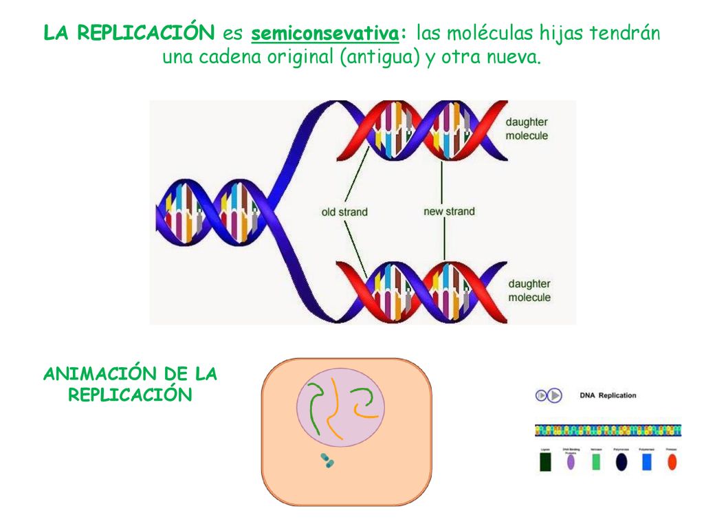 LA REPLICACIÓN es semiconsevativa: las moléculas hijas tendrán una cadena original (antigua) y otra nueva.