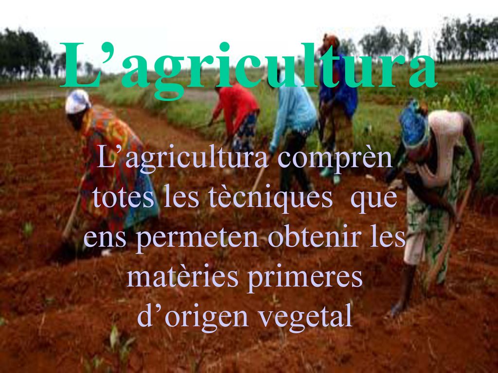 L’agricultura L’agricultura comprèn totes les tècniques que ens permeten obtenir les matèries primeres d’origen vegetal.