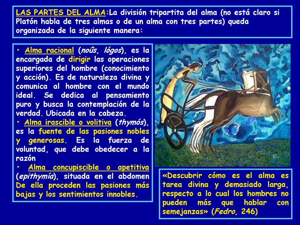 LAS PARTES DEL ALMA:La división tripartita del alma (no está claro si Platón habla de tres almas o de un alma con tres partes) queda organizada de la siguiente manera: