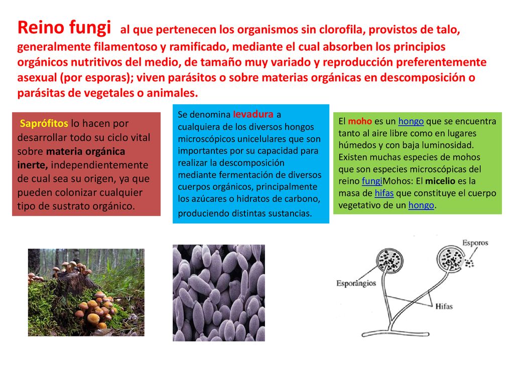 Reino fungi al que pertenecen los organismos sin clorofila, provistos de talo, generalmente filamentoso y ramificado, mediante el cual absorben los principios orgánicos nutritivos del medio, de tamaño muy variado y reproducción preferentemente asexual (por esporas); viven parásitos o sobre materias orgánicas en descomposición o parásitas de vegetales o animales.