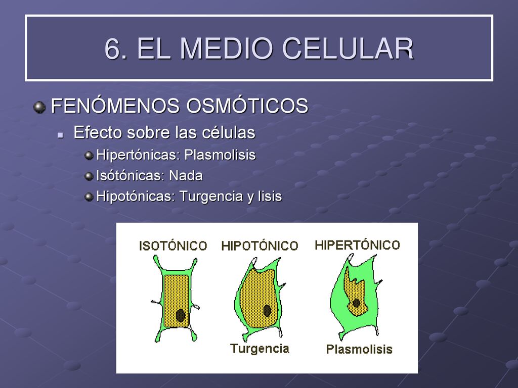 6. EL MEDIO CELULAR FENÓMENOS OSMÓTICOS Efecto sobre las células