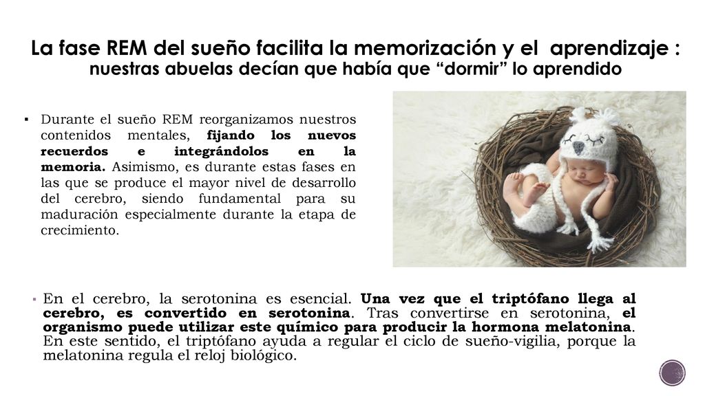 La fase REM del sueño facilita la memorización y el aprendizaje : nuestras abuelas decían que había que dormir lo aprendido