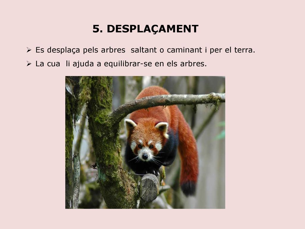 5. DESPLAÇAMENT Es desplaça pels arbres saltant o caminant i per el terra.