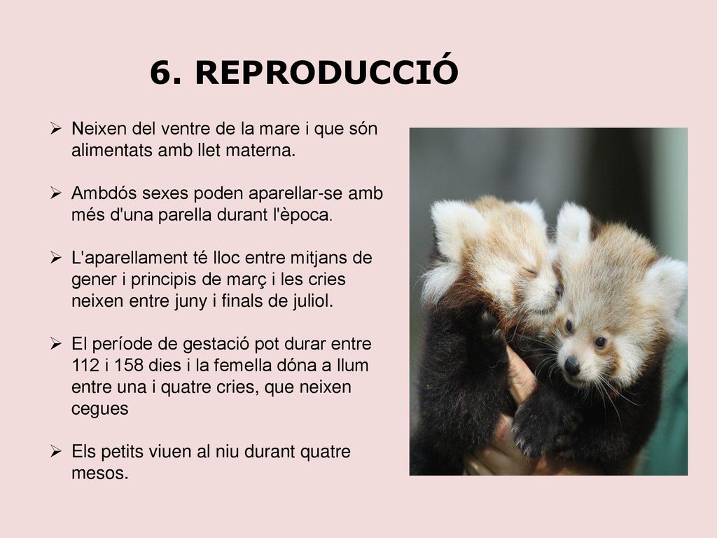 6. REPRODUCCIÓ Neixen del ventre de la mare i que són alimentats amb llet materna.