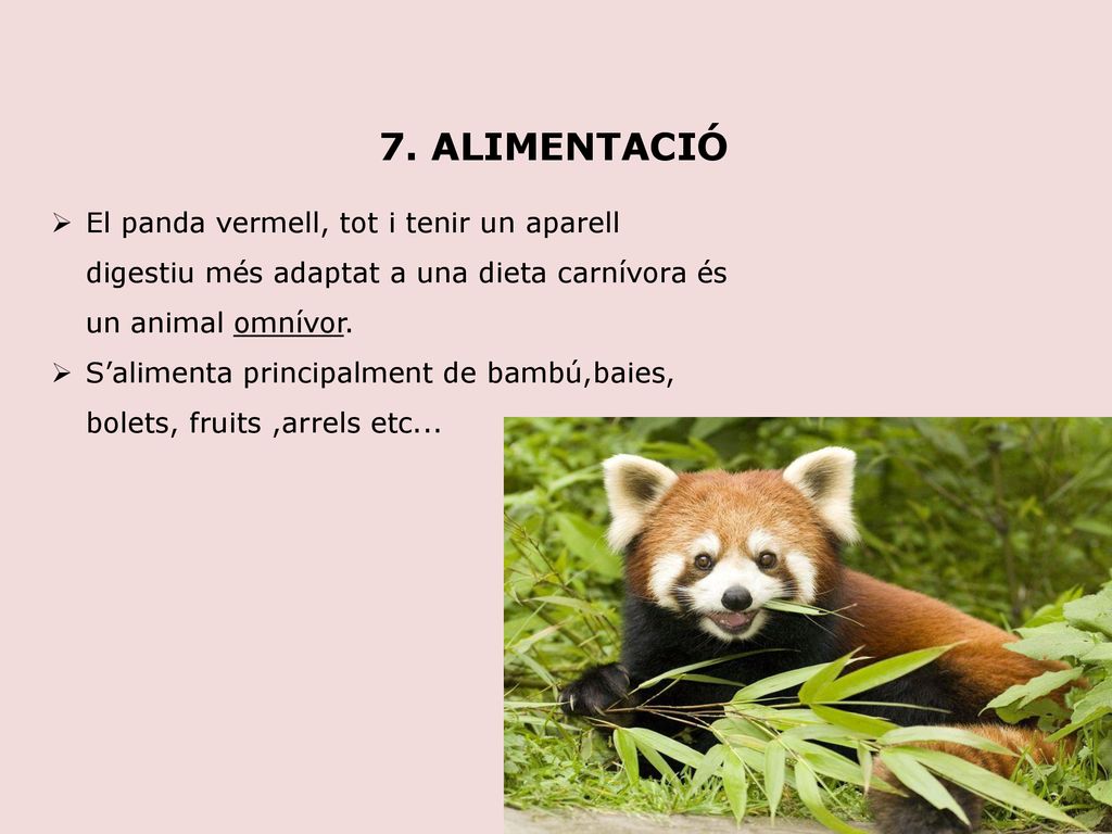 7. ALIMENTACIÓ El panda vermell, tot i tenir un aparell digestiu més adaptat a una dieta carnívora és un animal omnívor.