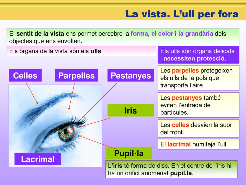 La vista. L’ull per fora Celles Parpelles Pestanyes Iris Pupil·la
