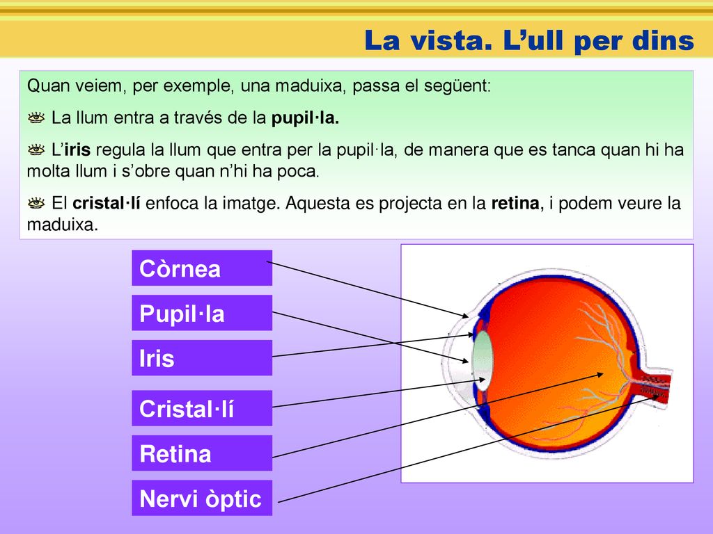 La vista. L’ull per dins Còrnea Pupil·la Iris Cristal·lí Retina