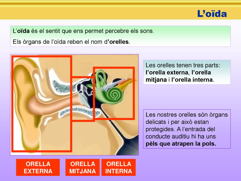L’oïda L’oïda és el sentit que ens permet percebre els sons.