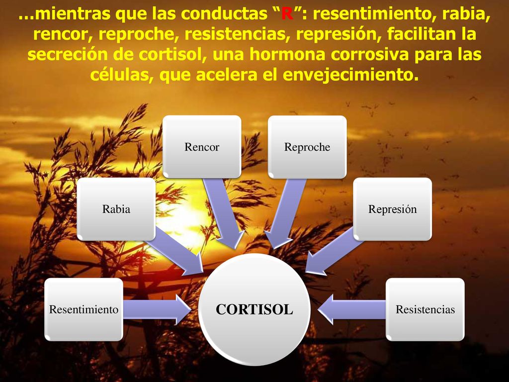 …mientras que las conductas R : resentimiento, rabia, rencor, reproche, resistencias, represión, facilitan la secreción de cortisol, una hormona corrosiva para las células, que acelera el envejecimiento.