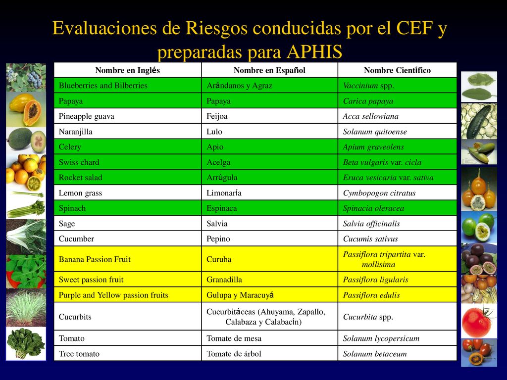 Evaluaciones de Riesgos conducidas por el CEF y preparadas para APHIS