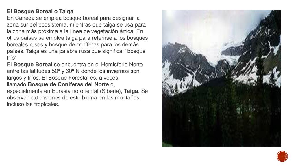 El Bosque Boreal o Taiga En Canadá se emplea bosque boreal para designar la zona sur del ecosistema, mientras que taiga se usa para la zona más próxima a la línea de vegetación ártica. En otros países se emplea taiga para referirse a los bosques boreales rusos y bosque de coníferas para los demás países. Taiga es una palabra rusa que significa: bosque frío