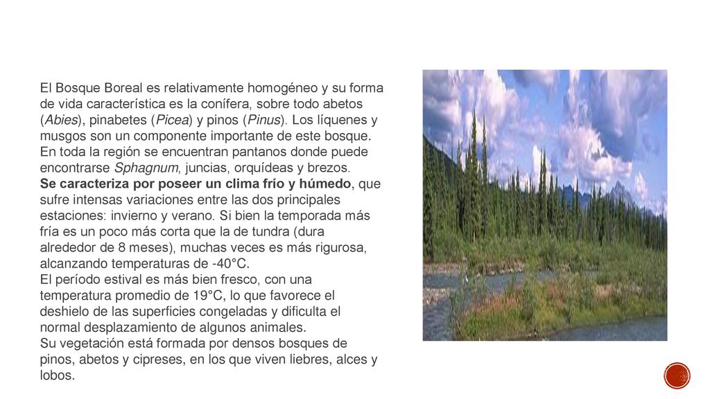 El Bosque Boreal es relativamente homogéneo y su forma de vida característica es la conífera, sobre todo abetos (Abies), pinabetes (Picea) y pinos (Pinus). Los líquenes y musgos son un componente importante de este bosque. En toda la región se encuentran pantanos donde puede encontrarse Sphagnum, juncias, orquídeas y brezos.