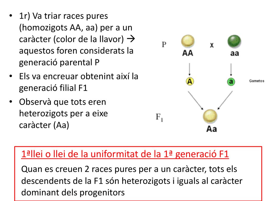 1ªllei o llei de la uniformitat de la 1ª generació F1