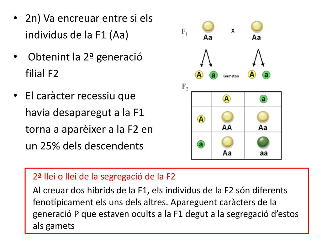 2n) Va encreuar entre si els individus de la F1 (Aa)