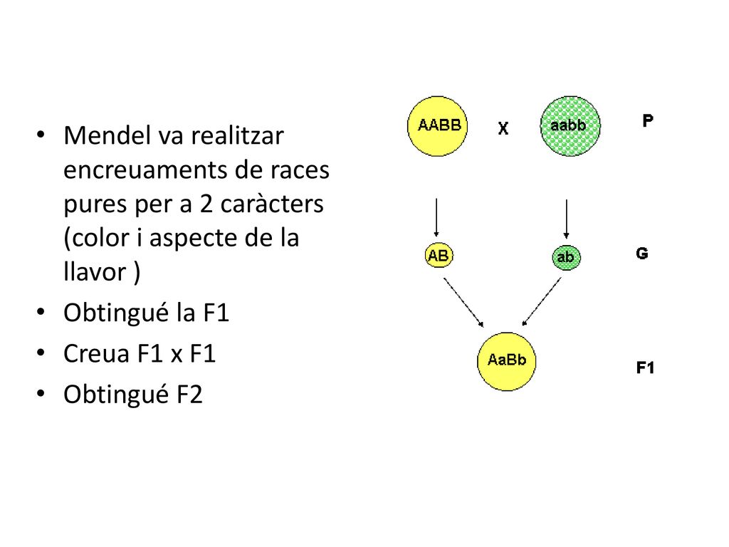 Mendel va realitzar encreuaments de races pures per a 2 caràcters (color i aspecte de la llavor )