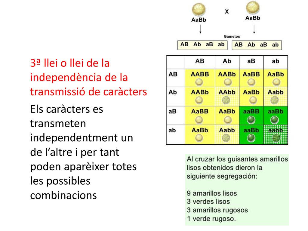 3ª llei o llei de la independència de la transmissió de caràcters Els caràcters es transmeten independentment un de l’altre i per tant poden aparèixer totes les possibles combinacions