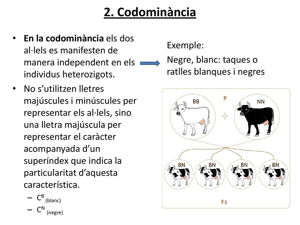 2. Codominància En la codominància els dos al·lels es manifesten de manera independent en els individus heterozigots.