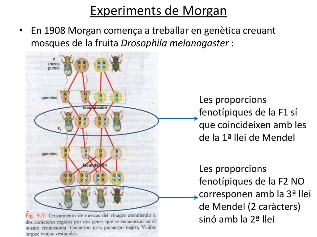 Experiments de Morgan En 1908 Morgan comença a treballar en genètica creuant mosques de la fruita Drosophila melanogaster :