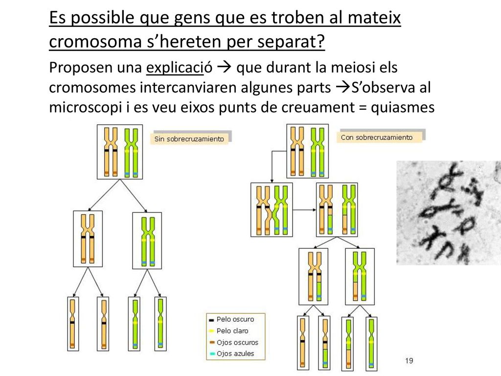 Es possible que gens que es troben al mateix cromosoma s’hereten per separat