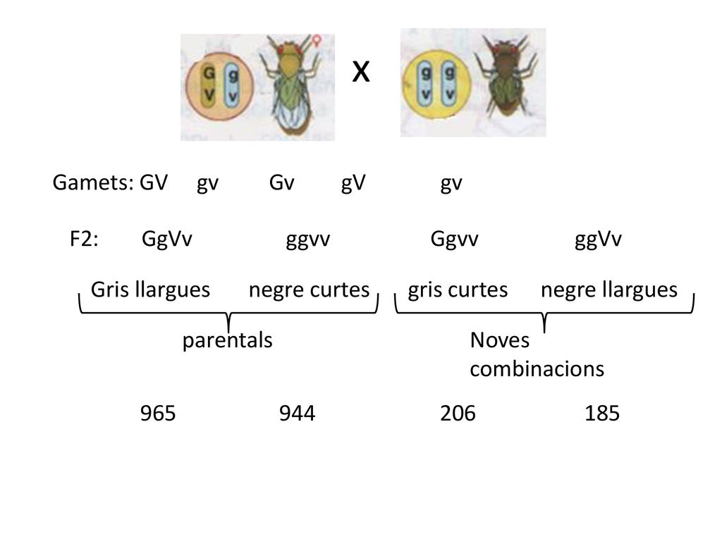 x Gamets: GV gv Gv gV gv F2: GgVv ggvv Ggvv ggVv