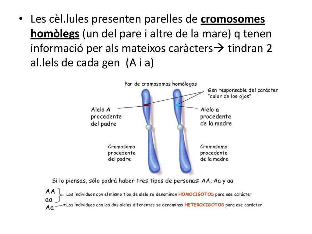 Les cèl.lules presenten parelles de cromosomes homòlegs (un del pare i altre de la mare) q tenen informació per als mateixos caràcters tindran 2 al.lels de cada gen (A i a)