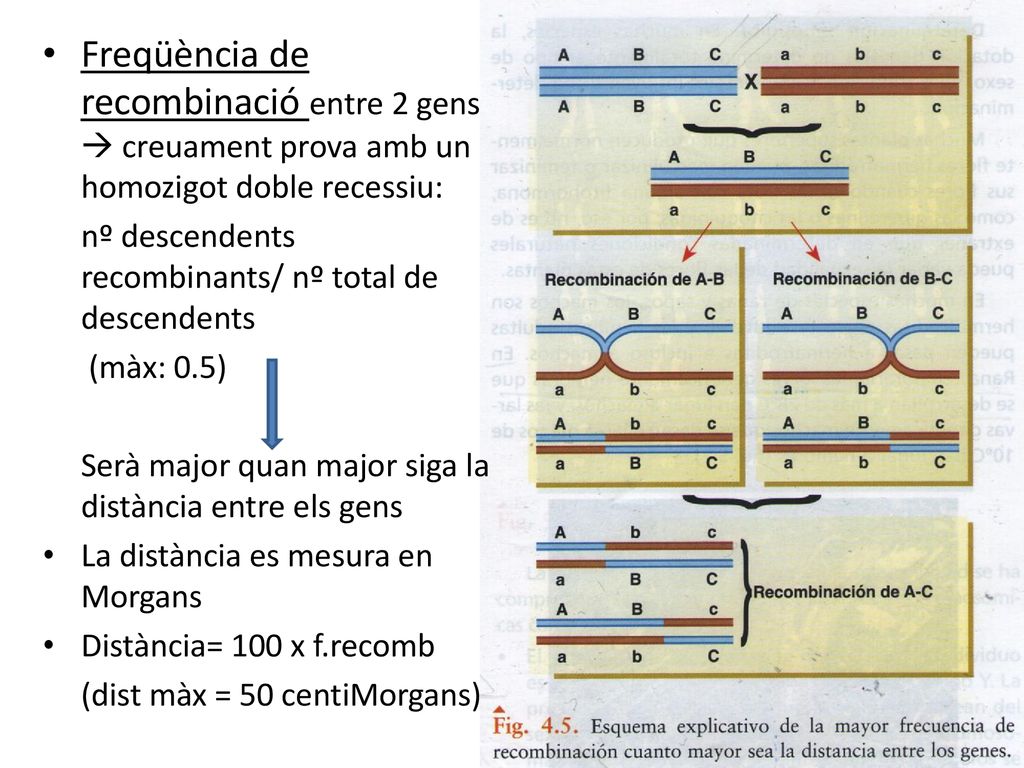 Freqüència de recombinació entre 2 gens  creuament prova amb un homozigot doble recessiu: