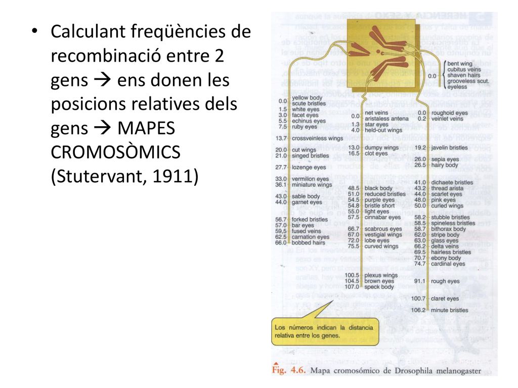 Calculant freqüències de recombinació entre 2 gens  ens donen les posicions relatives dels gens  MAPES CROMOSÒMICS (Stutervant, 1911)