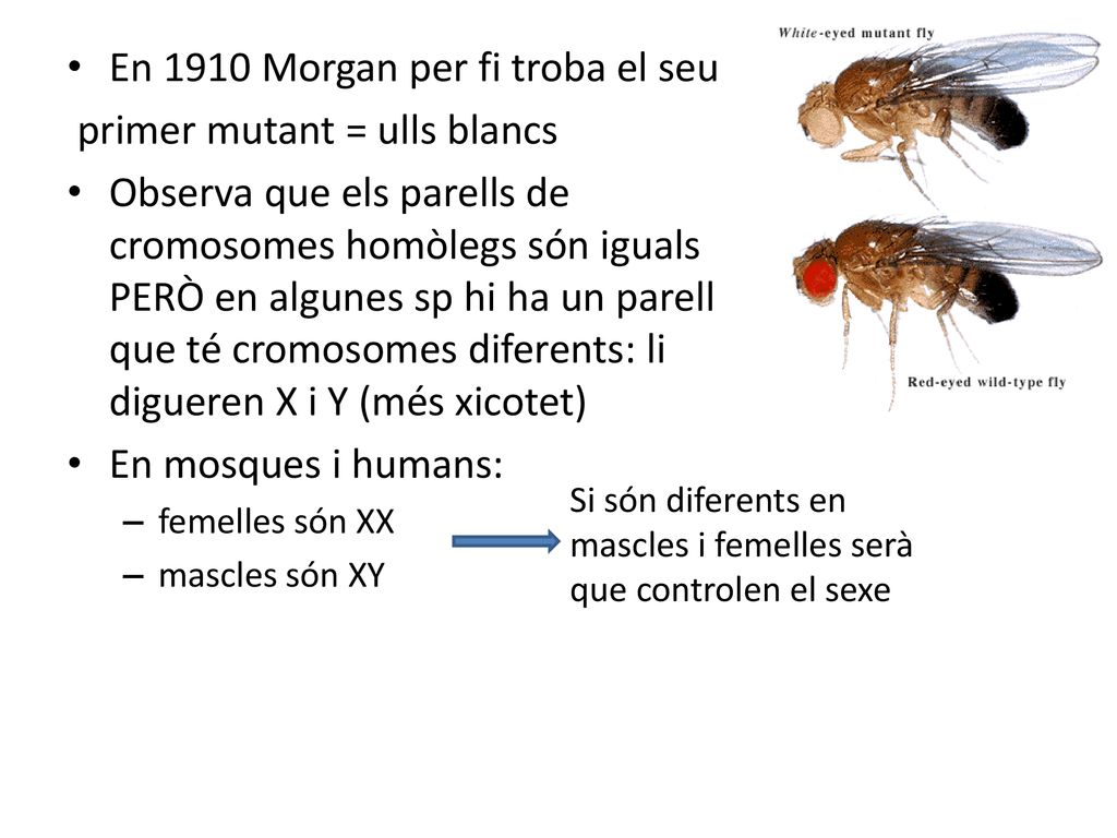 En 1910 Morgan per fi troba el seu primer mutant = ulls blancs