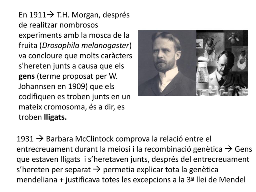 En 1911 T.H. Morgan, després de realitzar nombrosos experiments amb la mosca de la fruita (Drosophila melanogaster) va concloure que molts caràcters s hereten junts a causa que els gens (terme proposat per W. Johannsen en 1909) que els codifiquen es troben junts en un mateix cromosoma, és a dir, es troben lligats.