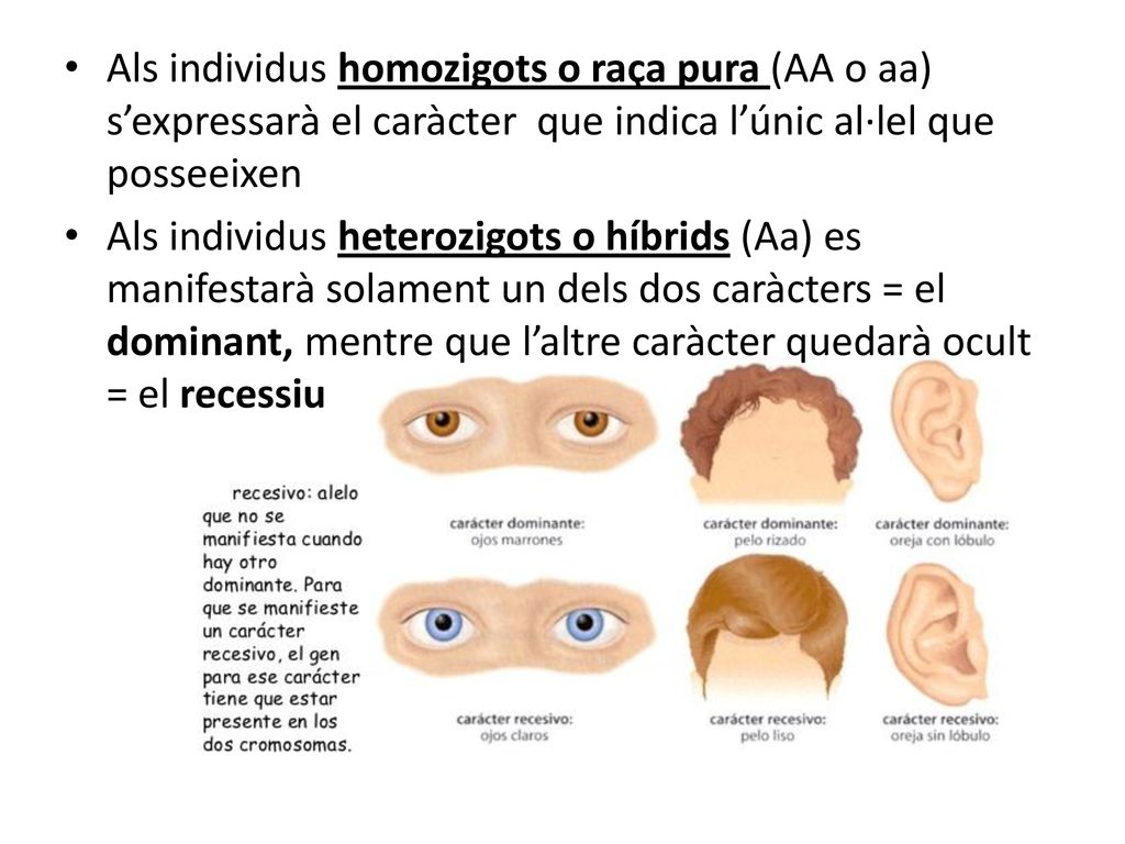 Als individus homozigots o raça pura (AA o aa) s’expressarà el caràcter que indica l’únic al·lel que posseeixen