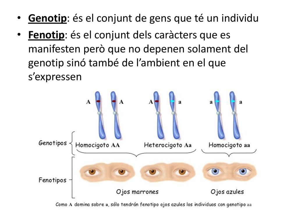 Genotip: és el conjunt de gens que té un individu