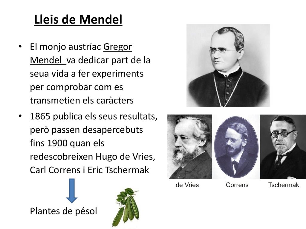 Lleis de Mendel El monjo austríac Gregor Mendel va dedicar part de la seua vida a fer experiments per comprobar com es transmetien els caràcters.
