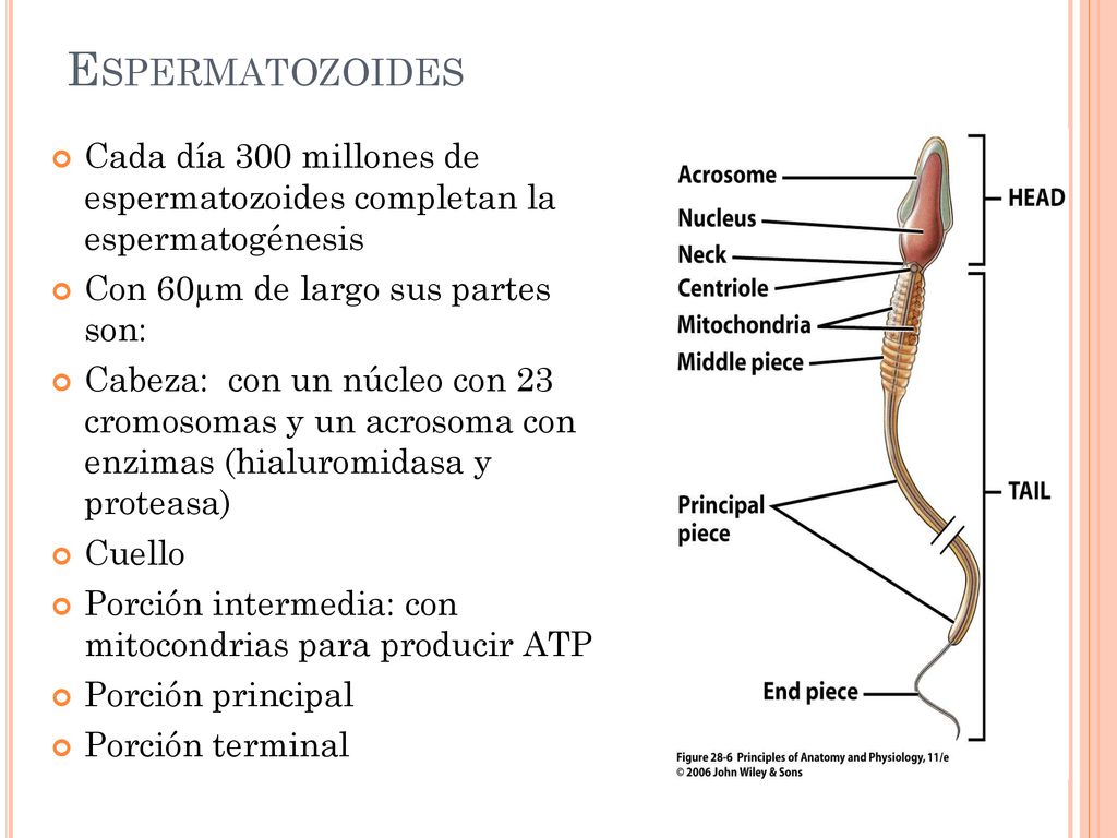 Espermatozoides Cada día 300 millones de espermatozoides completan la espermatogénesis. Con 60µm de largo sus partes son: