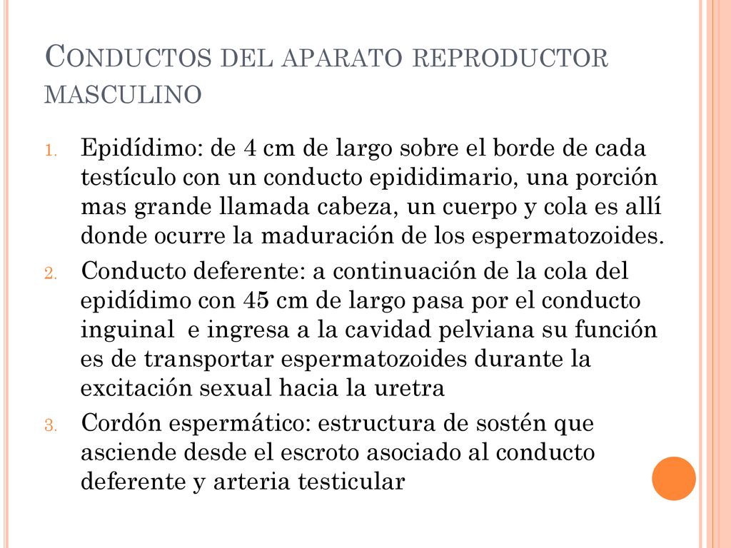 Conductos del aparato reproductor masculino